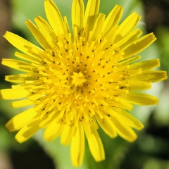 Crepis vesicaria
