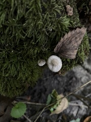 Pluteus petasatus