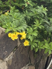 Allamanda
