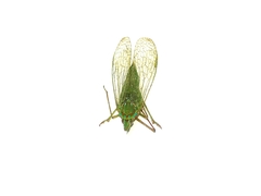 Dictyopharidae