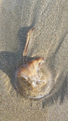 Pseudorhiza haeckeli