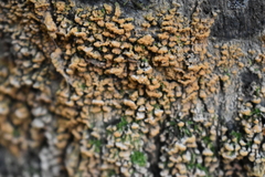 Sphaerosporium lignatile