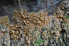 Sphaerosporium lignatile