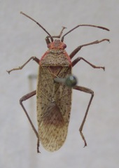 Rhopalidae