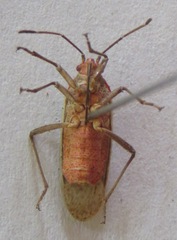 Rhopalidae