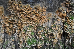 Sphaerosporium lignatile