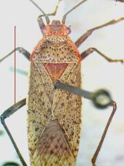 Rhopalidae