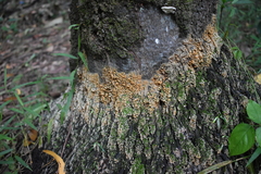 Sphaerosporium lignatile