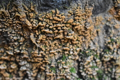 Sphaerosporium lignatile