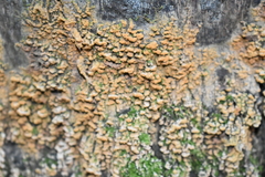 Sphaerosporium lignatile