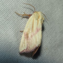 Thurberiphaga diffusa