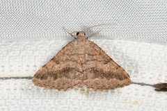 Digrammia subminiata