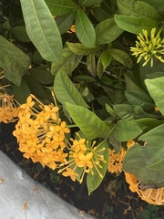 Ixora coccinea