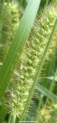 Setaria parviflora