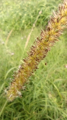 Cenchrus echinatus