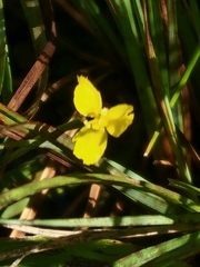 Xyris montana