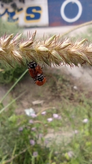 Cenchrus echinatus