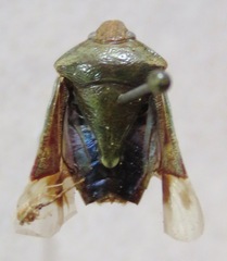 Pentatomidae