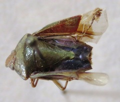 Pentatomidae