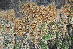 Sphaerosporium lignatile
