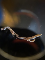 Ophiocordyceps variabilis