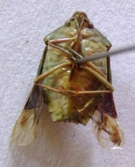 Pentatomidae