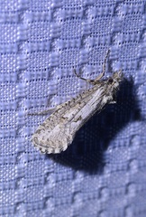 Acrolophinae