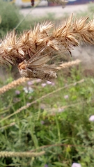 Cenchrus echinatus