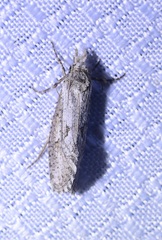 Acrolophinae