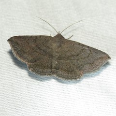 Lesmone griseipennis