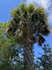 Sabal palmetto