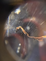 Ophiocordyceps variabilis