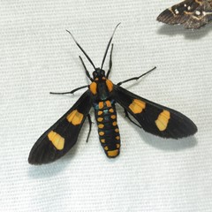 Phoenicoprocta hampsonii