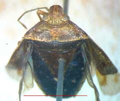 Pentatomidae