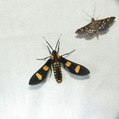 Phoenicoprocta hampsonii