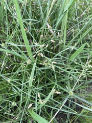 Fimbristylis dichotoma