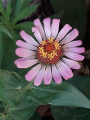 Zinnia elegans