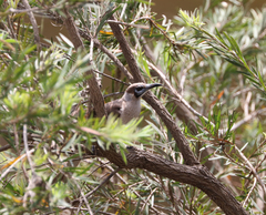 Philemon citreogularis