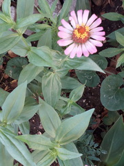 Zinnia elegans