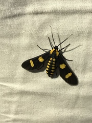 Phoenicoprocta hampsonii