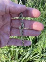 Tridens albescens