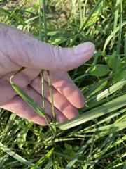Tridens albescens