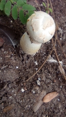 Agaricus deserticola