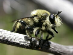 Laphria