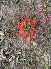 Lycoris radiata