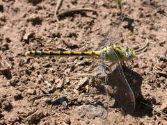 Ophiogomphus morrisoni