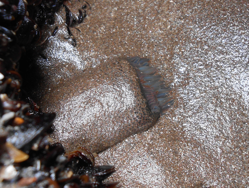 Bunodosoma zamponii