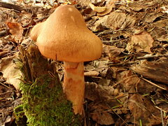 Cortinarius armillatus