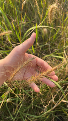 Elymus canadensis