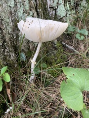 Amanita multisquamosa